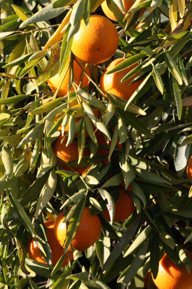            Sun leaves (Riverside, CA)   